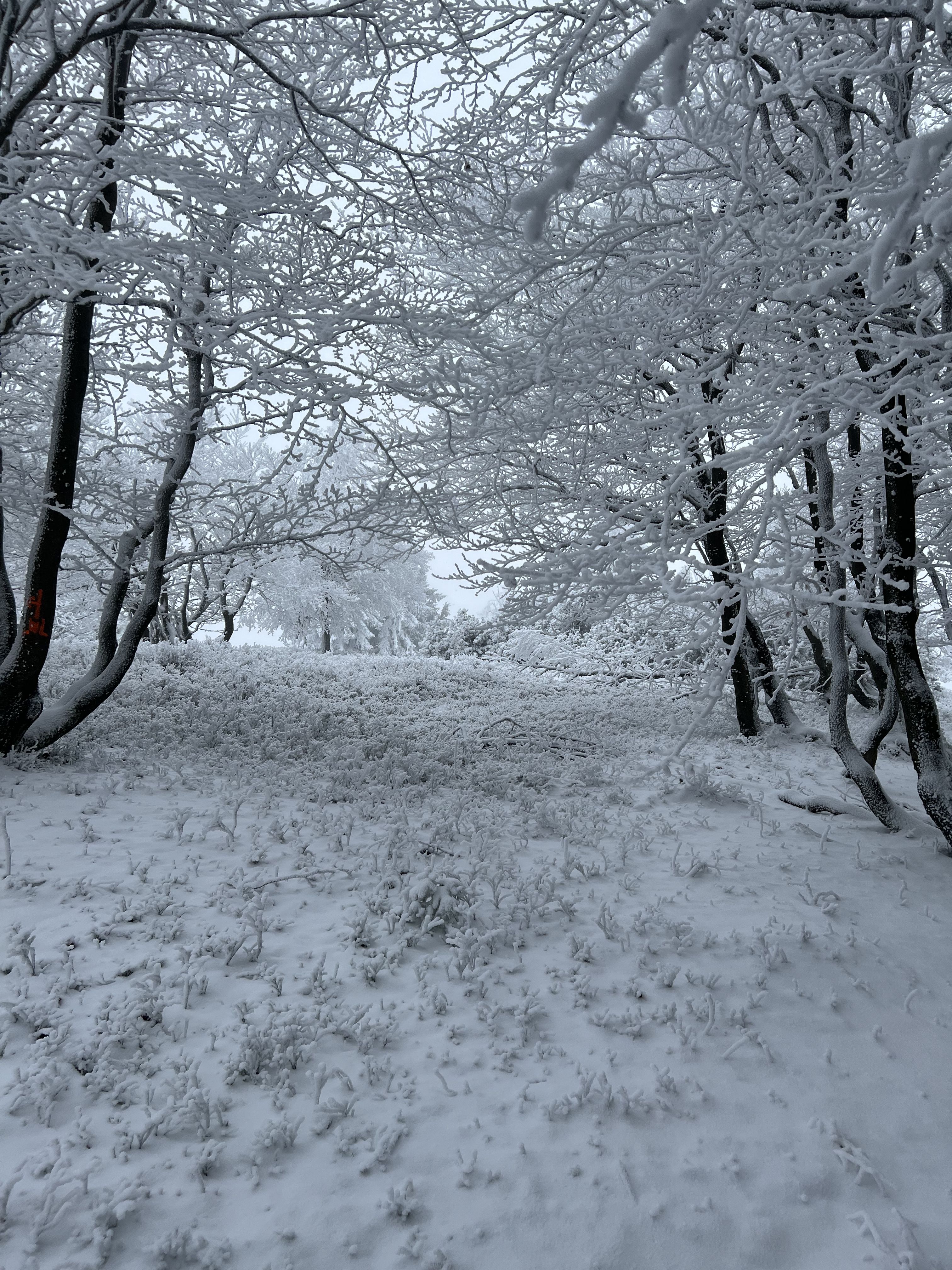 Winterlicher Wald