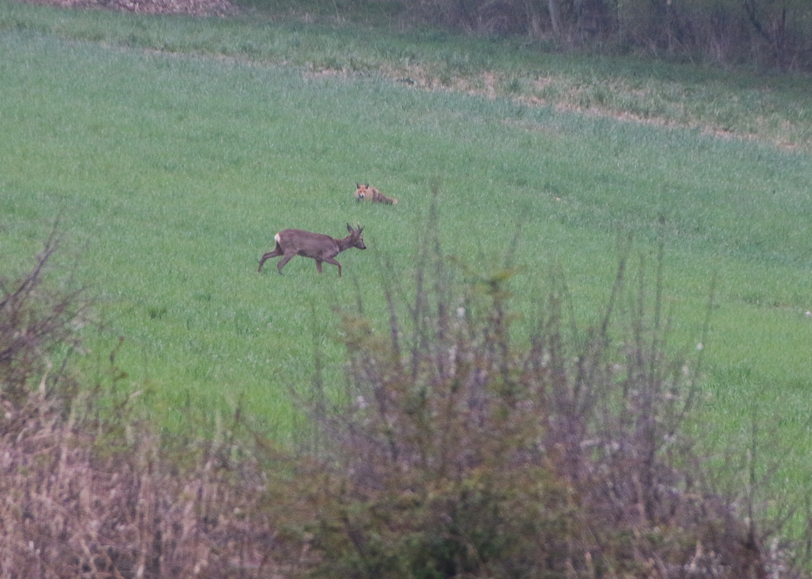 Fuchs und Reh
