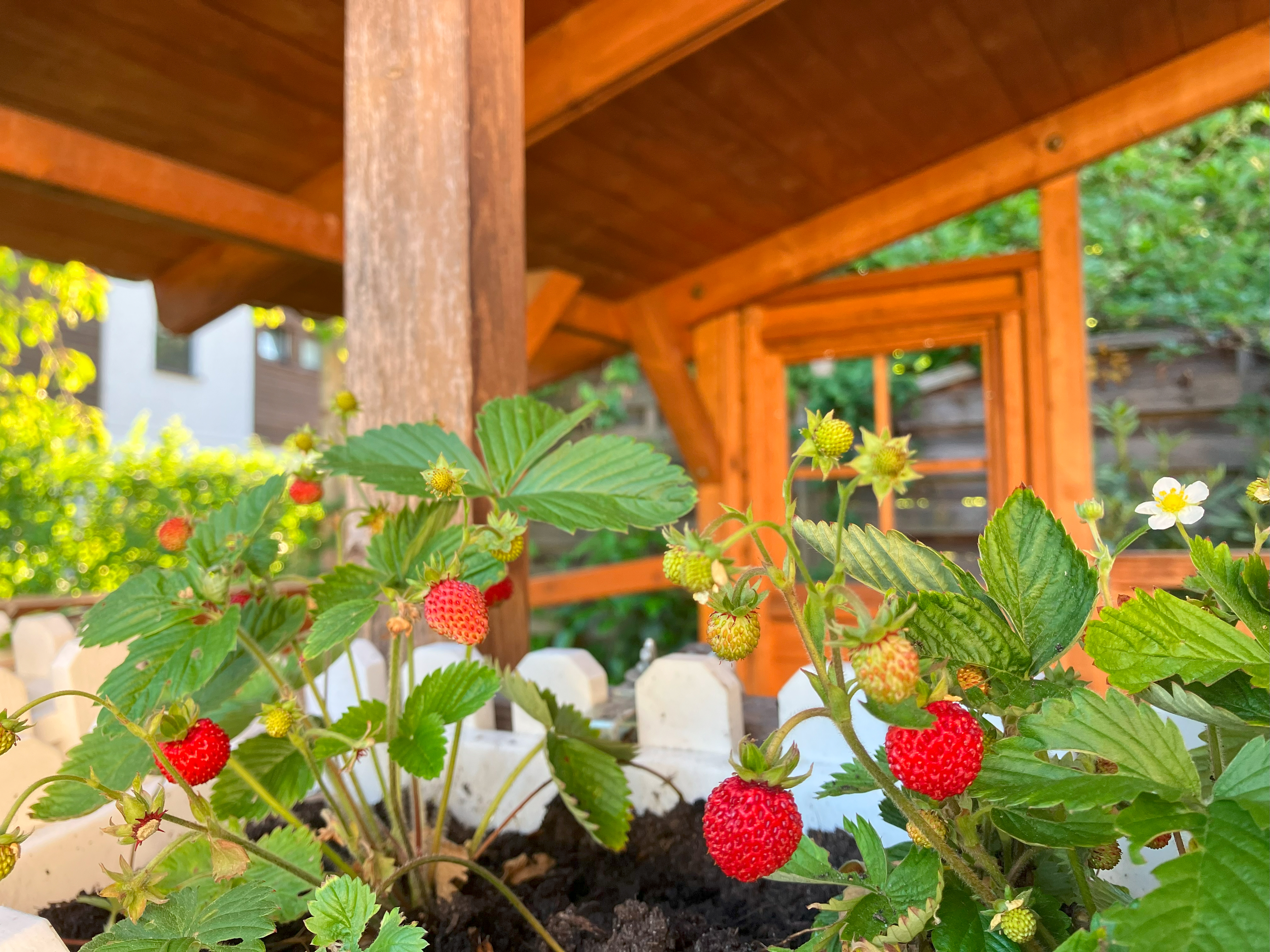Walderdbeeren anbauen