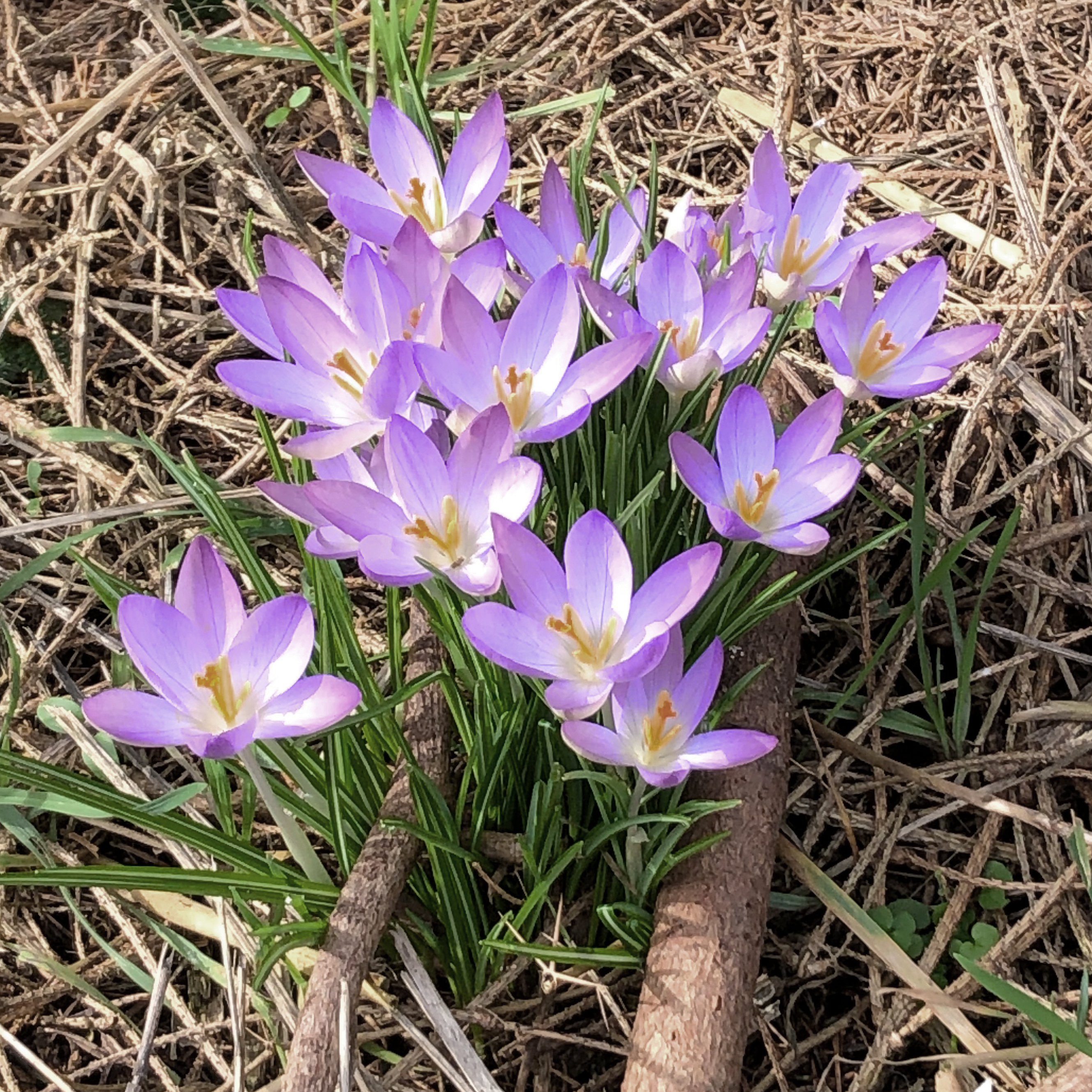 Krokusse und Schmetterlinge