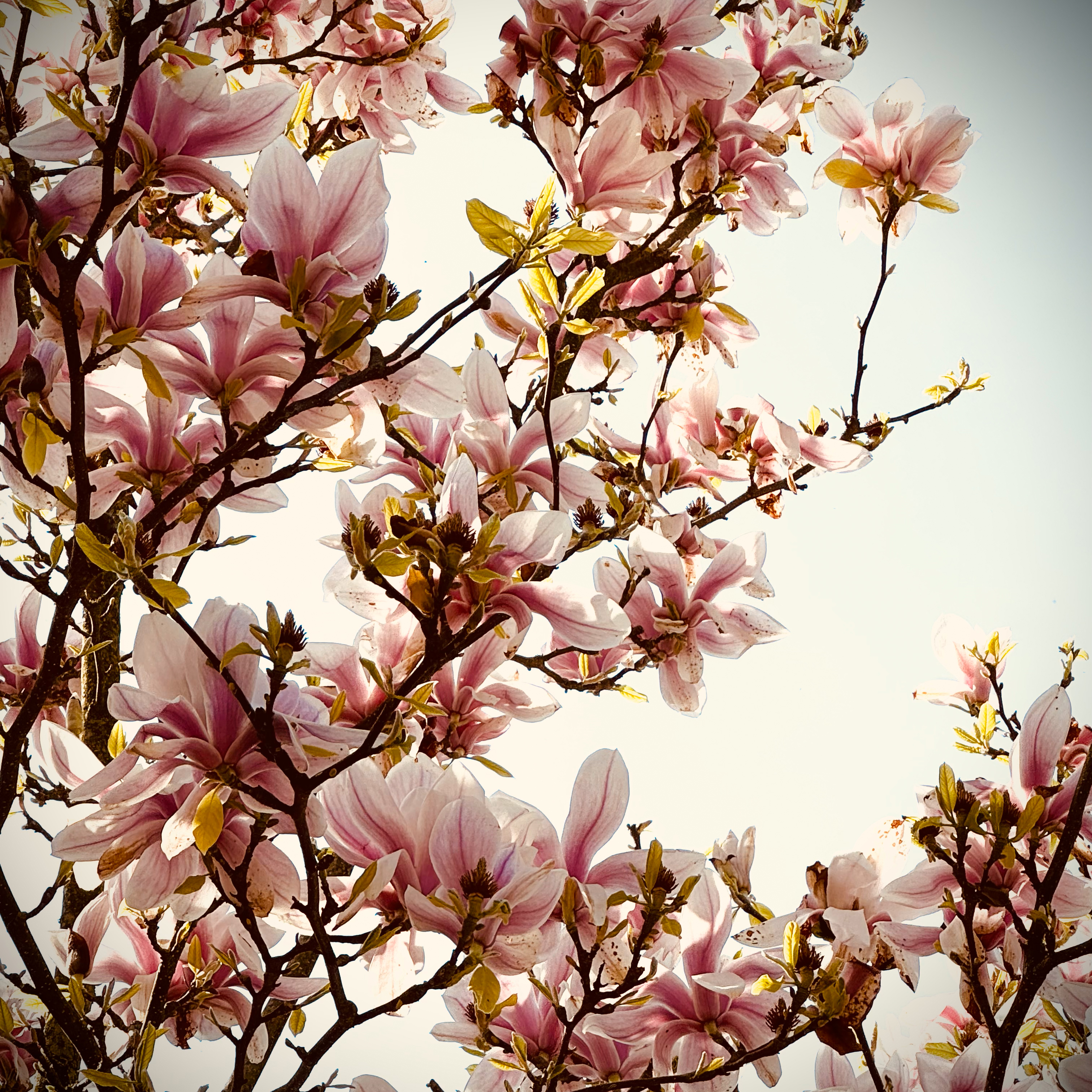 Magnolienbaum