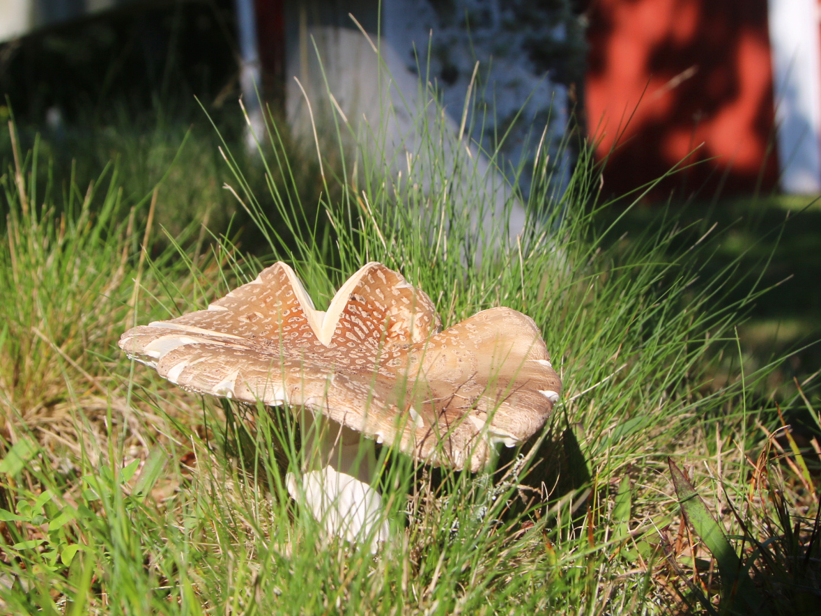 Pilz in Schweden