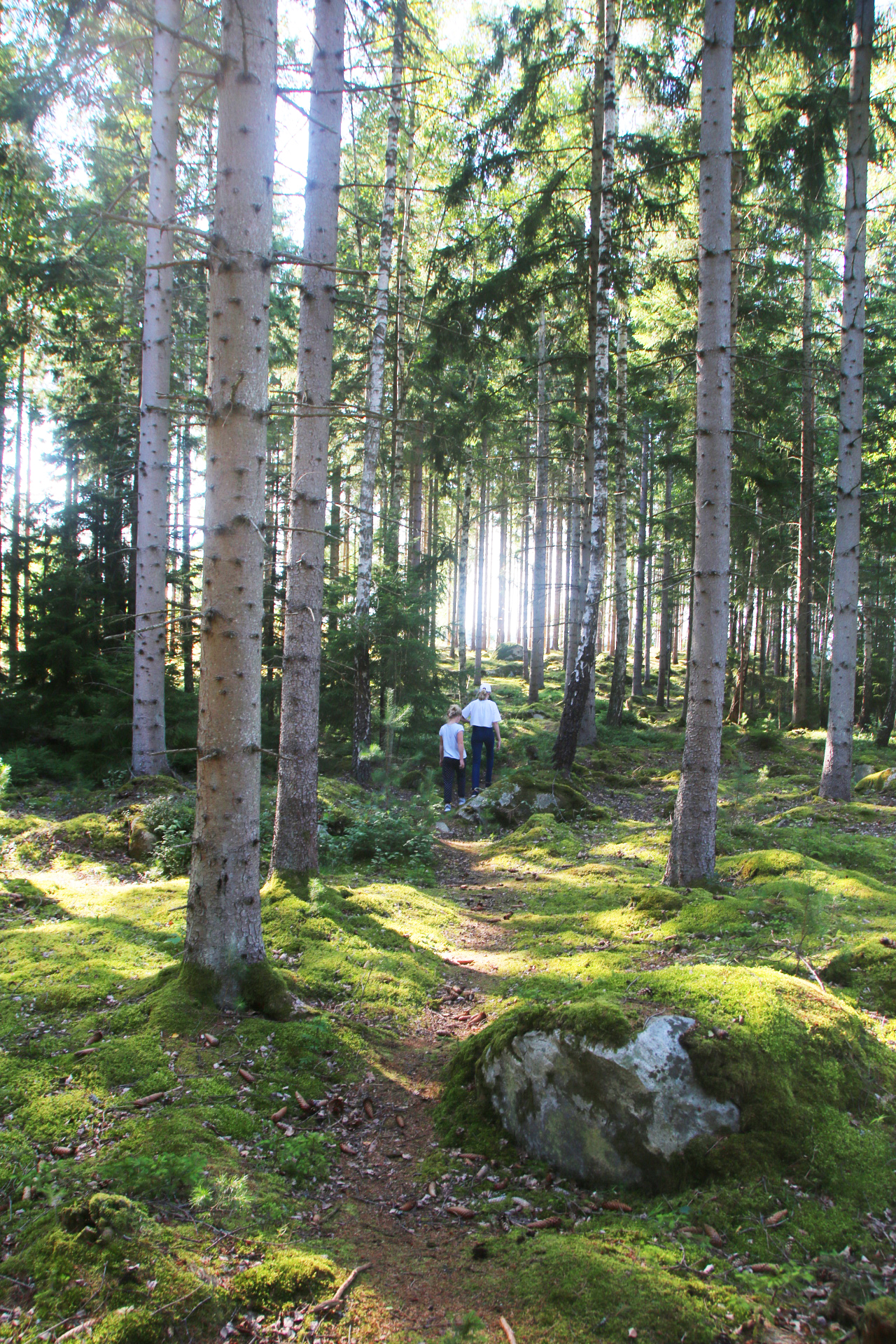 Wald in Schweden