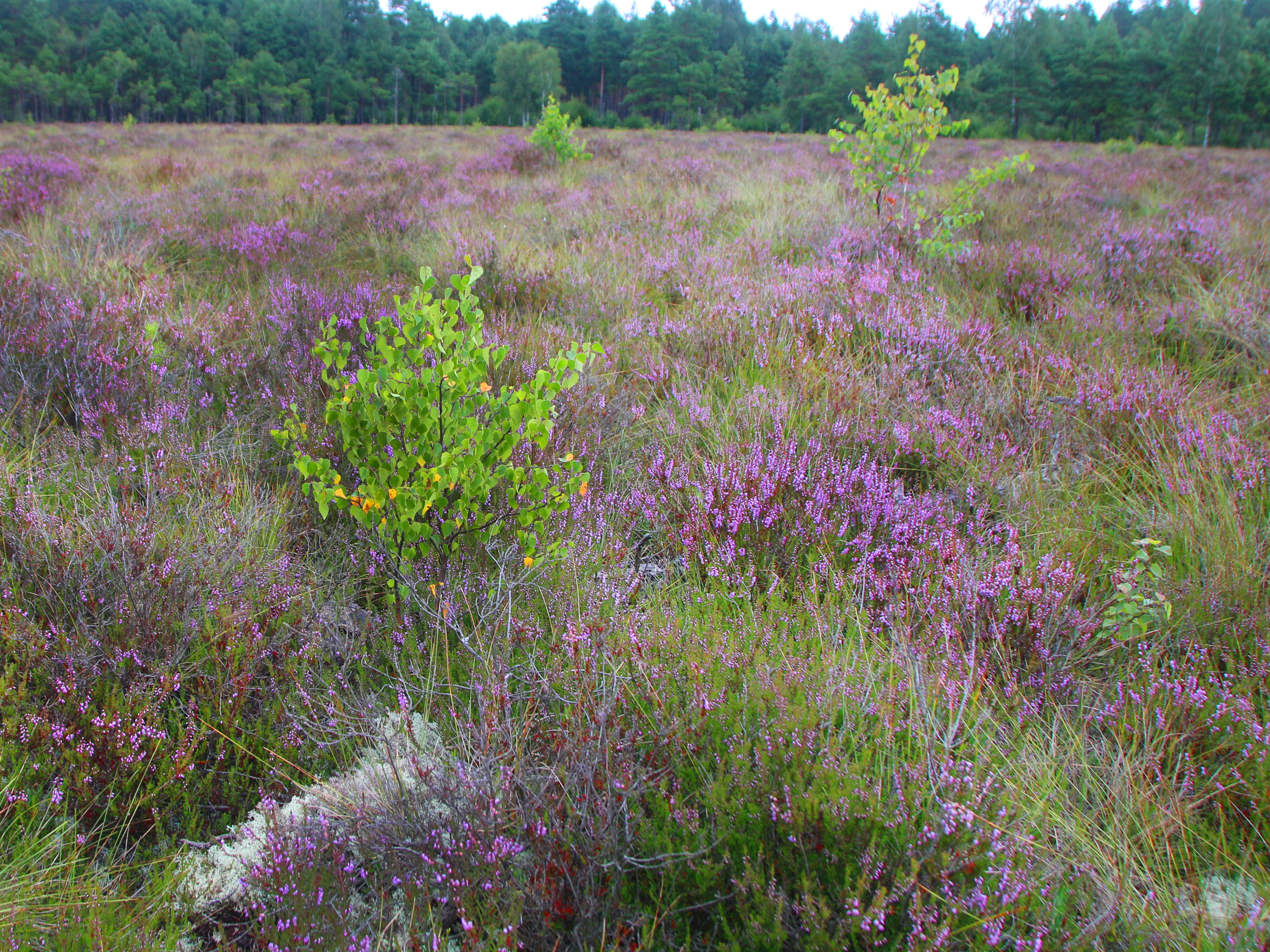 Heide in Schweden